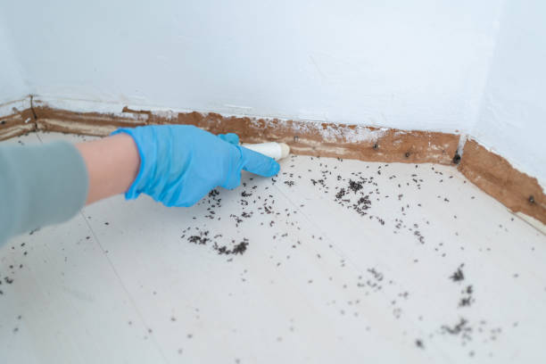 Best Affordable Pest Control Services  in Arlington, VA
